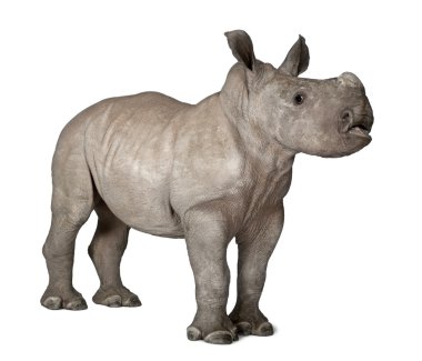 Young White Rhinoceros or Square-lipped rhinoceros - Ceratotherium simum (2 months old) clipart