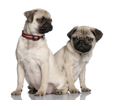 twee pug puppy, 3 en 4 maanden oud