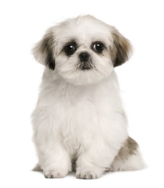 Shih tzu puppy, 4 ay yaşlı, beyaz arka plan oturan