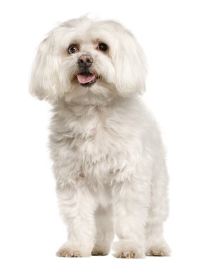 eski Malta köpeği, 10 yıl yaşlı, beyaz arka plan, stüdyo çekim ayakta