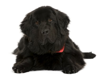 Newfoundland dog, 10 months old, in front of white background, studio shot clipart