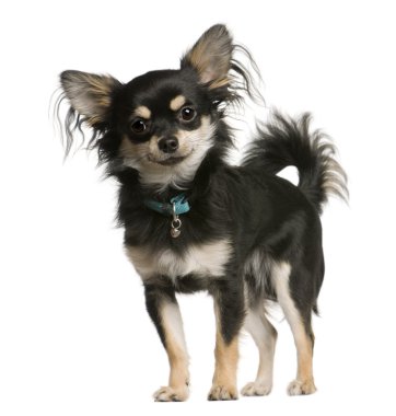 Chihuahua köpek, 9 ay yaşlı, beyaz arka plan, stüdyo çekim ayakta