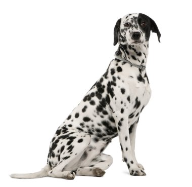 Dalmatian dog, 18 months old, sitting in front of white background, studio shot clipart