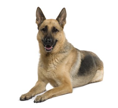 German Shepherd, 9 years old, sitting in front of white background, studio shot clipart