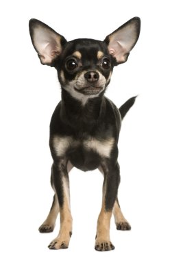 Chihuahua köpek, 9 ay yaşlı, beyaz arka plan, stüdyo çekim ayakta