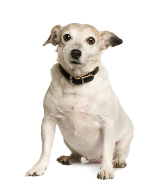 eski azman bir Jack russell terrier, 8 yıl yaşlı, beyaz arka plan oturan