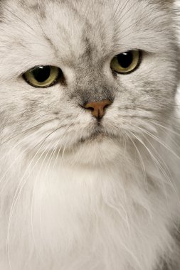 Old Silver Persian cat, 12 years old clipart