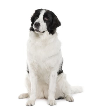 siyah ve beyaz landseer köpek, 2 yıl yaşlı, beyaz arka plan oturan