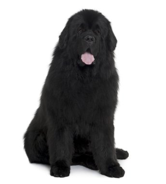 siyah newfoundland köpek beyaz arka plan oturan studio vurdu