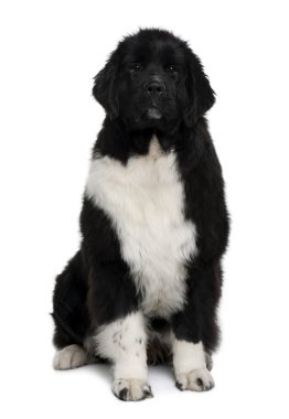 Newfoundland köpek yavrusu, 7 ay yaşlı, önünde oturan arka plan beyaz.