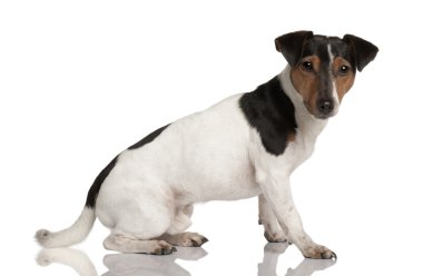 jack Russell terrier, 18 ay yaşlı, beyaz arka plan oturan