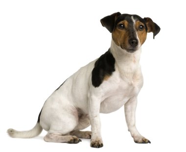 jack Russell terrier, 18 ay yaşlı, beyaz arka plan oturan