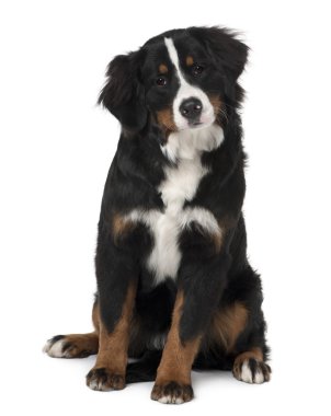 Bernese mountain dog puppy, 6 months old, sitting in front of white background clipart