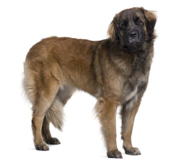 Leonberger dog, 2 years old, standing in front of white background clipart