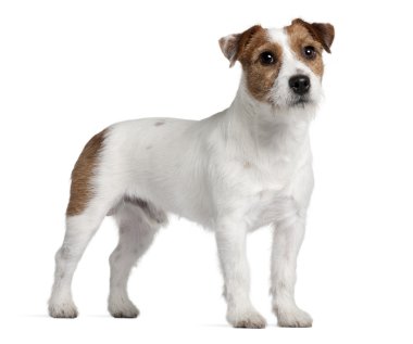 Jack Russell Terrier, 15 months old, standing in front of white