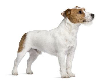 Jack Russell Terrier, 15 months old, standing in front of white background clipart