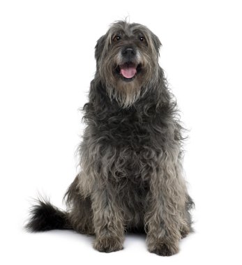 Catalan Sheepdog, 12 years old, sitting in front of white background clipart