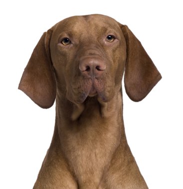 vizla köpek, 17 ay yaşlı, önünde oturan arka plan beyaz.