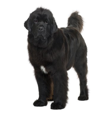 Newfoundland dog, 16 months old, standing in front of white background clipart