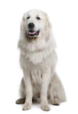 Great Pyrenees or Pyrenean Mountain Dog, 3 years old, sitting in front of white background clipart