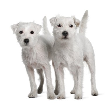 iki papaz russell Terrier önünde duran beyaz arka plan