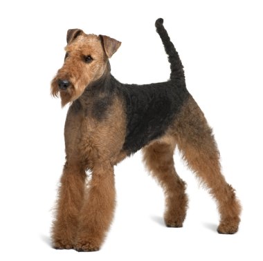 Airedale terrier, 2 yıl yaşlı, beyaz arka plan duran