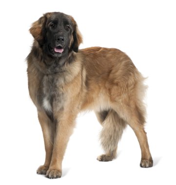 Leonberger dog, 10 months old, standing in front of white background clipart