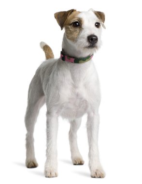 Parson Russell Terrier, 2 years old, standing in front of white background clipart