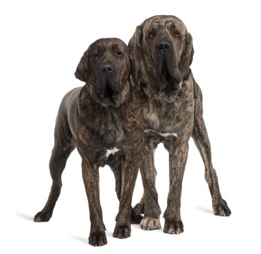 Fila braziliero or Brazilian Mastiffs, 18 months old, standing in front of white background clipart