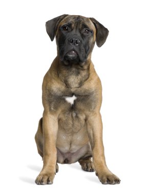 bullmastiff köpek, 5 ay eski, önünde oturan arka plan beyaz.