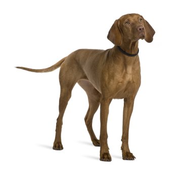 Viszla dog, 2 years old, standing in front of white background clipart