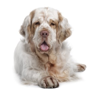 Clumber Spaniel dog, 5 years old, sitting in front of white back