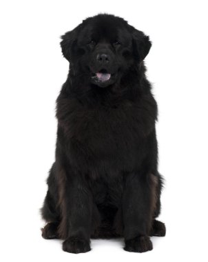 Newfoundland dog, 2 years old, sitting in front of white background clipart