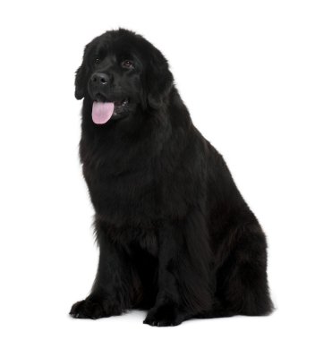 Beyaz arka plan oturan newfoundland köpek