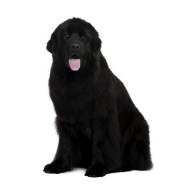 Newfoundland köpek, 2 yıl yaşlı, önünde oturan arka plan beyaz.