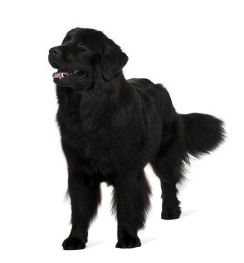 newfoundland köpek, 1 yaşında, beyaz arka plan duran