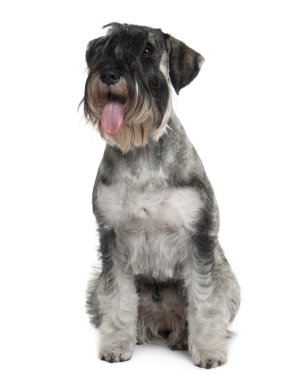 Standard Schnauzer, 2 years old, sitting in front of white background