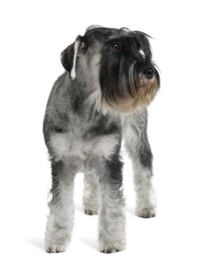 Schnauzer, 2 yıl yaşlı, beyaz arka plan duran