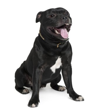 Staffordshire bull terrier, 2 yıl yaşlı, beyaz arka plan oturan