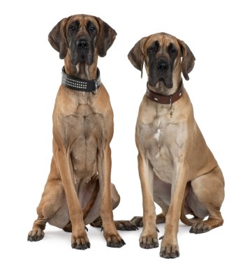 Two Great Danes, 1 year old, sitting in front of white background clipart