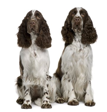 Two English Springer spaniels, 1 and 2 years old, sitting in front of white background clipart