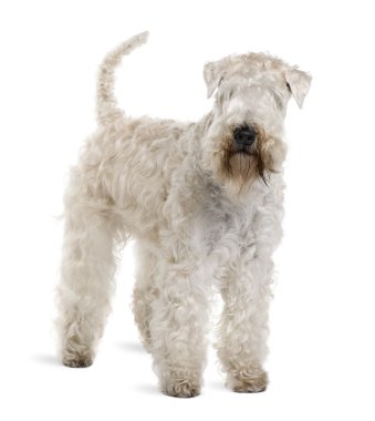 Soft-Coated Wheaten Terrier, 3 years old, standing in front of white background clipart