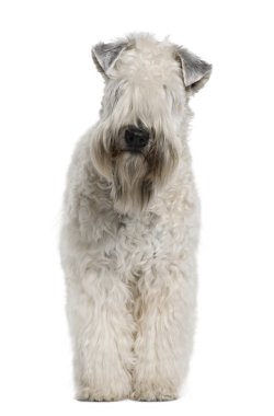 Soft-coated Wheaten Terrier, 1 year old, standing in front of white background clipart