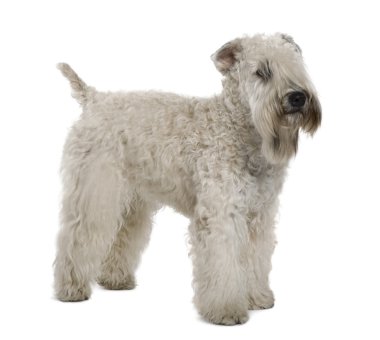 yumuşak - kaplamalı wheaten beyaz arka plan duran terrier, 1 yaşında,