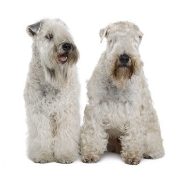 Two Soft-coated Wheaten Terriers, 1 year old, sitting in front of white background clipart