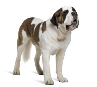 Saint Bernard, 4 years old, standing in front of white background clipart