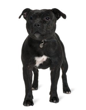 Staffordshire bull terrier, 13 ay yaşlı, beyaz arka plan duran