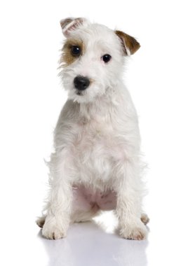 Parson russell terrier yavru köpek, 5 ay eski, önünde oturan arka plan beyaz.