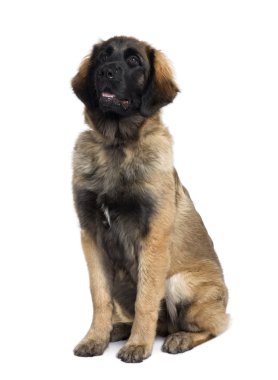 Leonberger köpek, 6 ay yaşlı, önünde oturan arka plan beyaz.