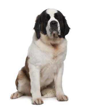 Saint Bernard, 15 months old, sitting in front of white background clipart